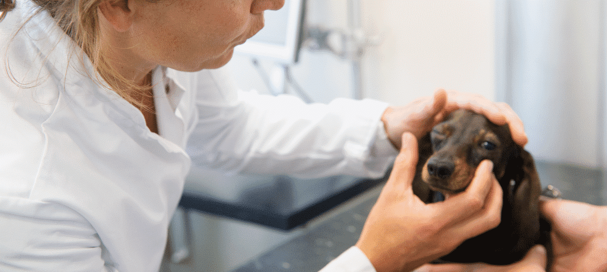 Ophthalmology