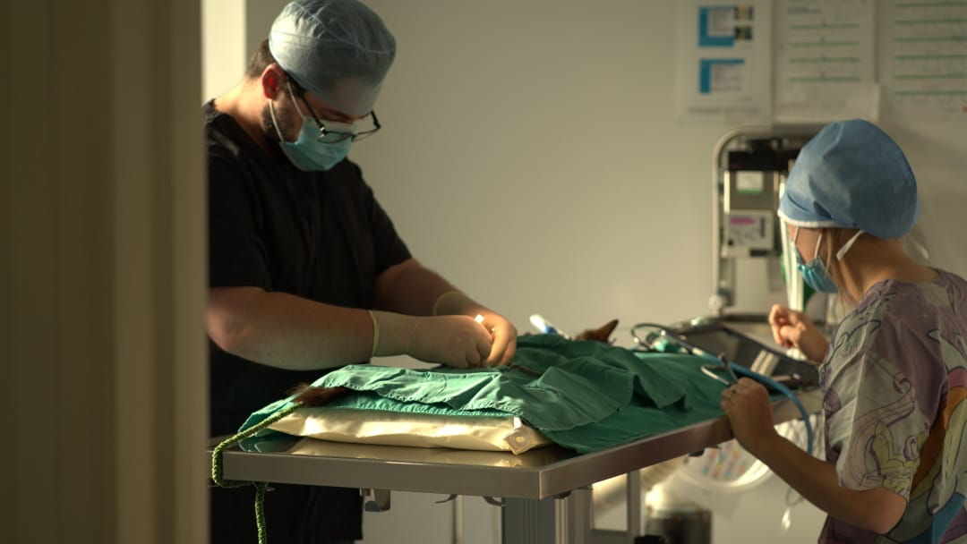 consultations with friendly vets