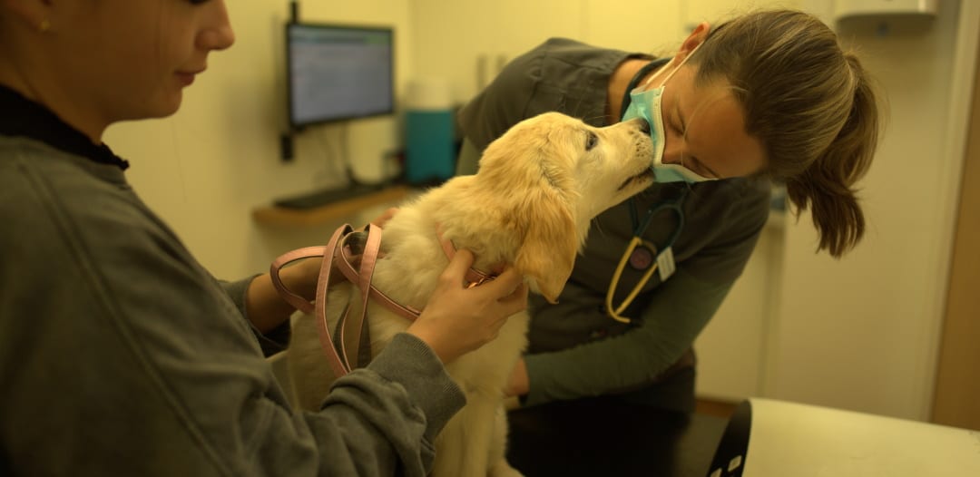 consultations with friendly vets