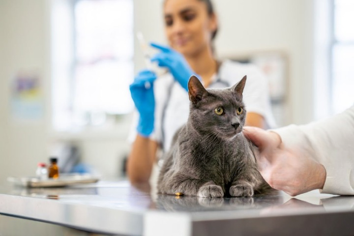consultations with friendly vets